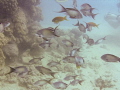   fish under pier  